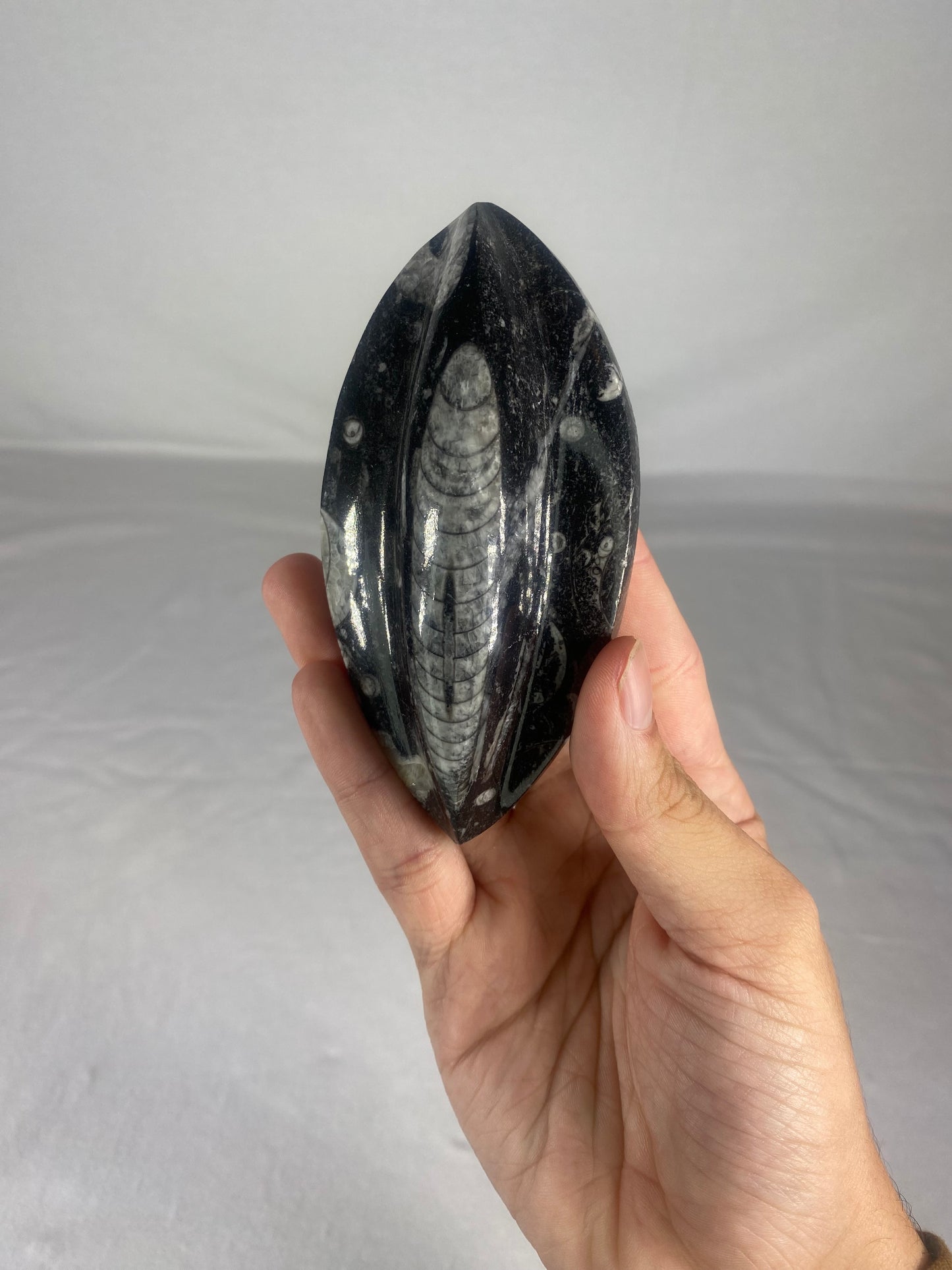 Polished Fossilized Orthoceras Specimen (Large C)