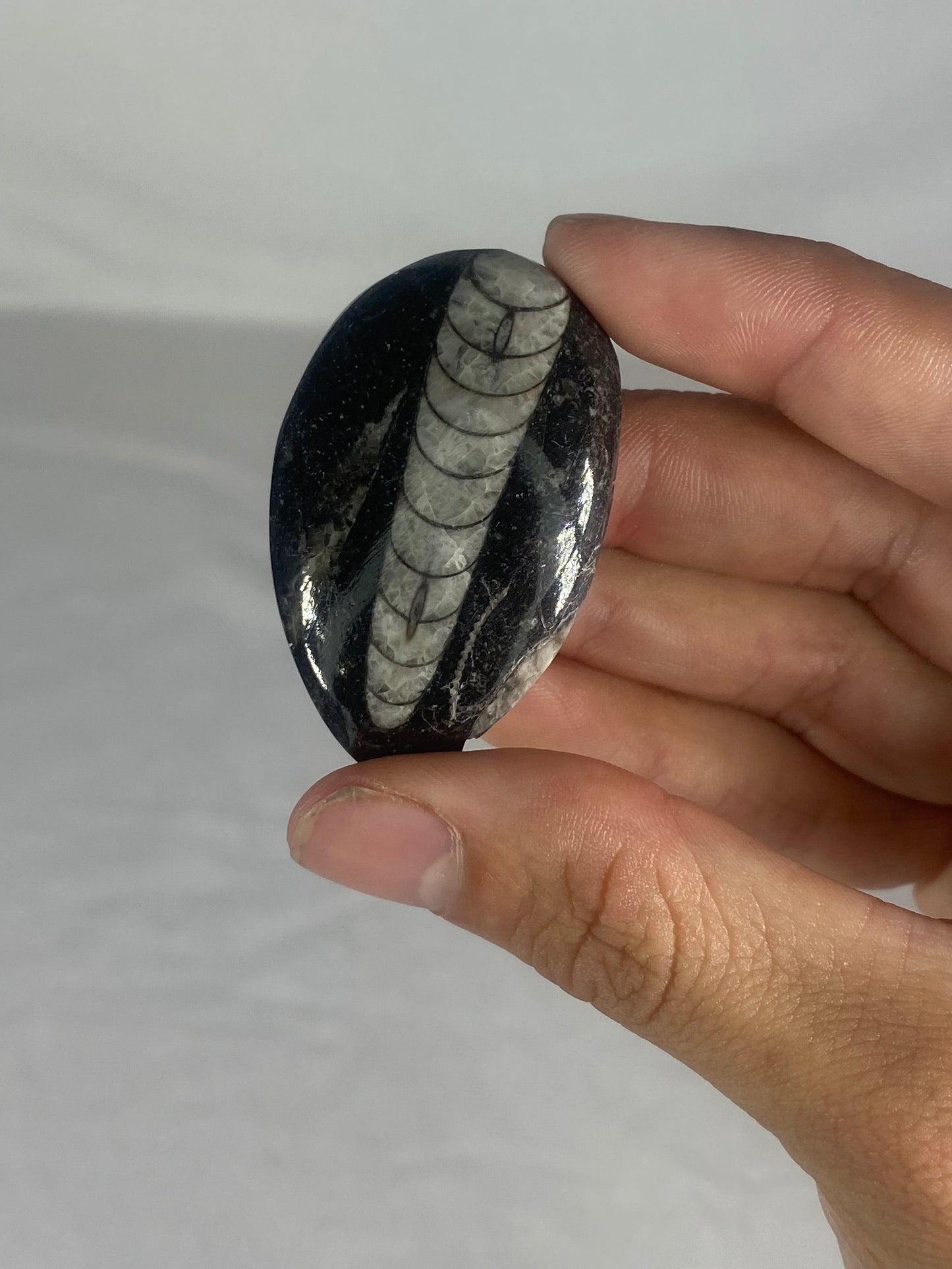 Polished Fossilized Orthoceras Specimen (Small C)