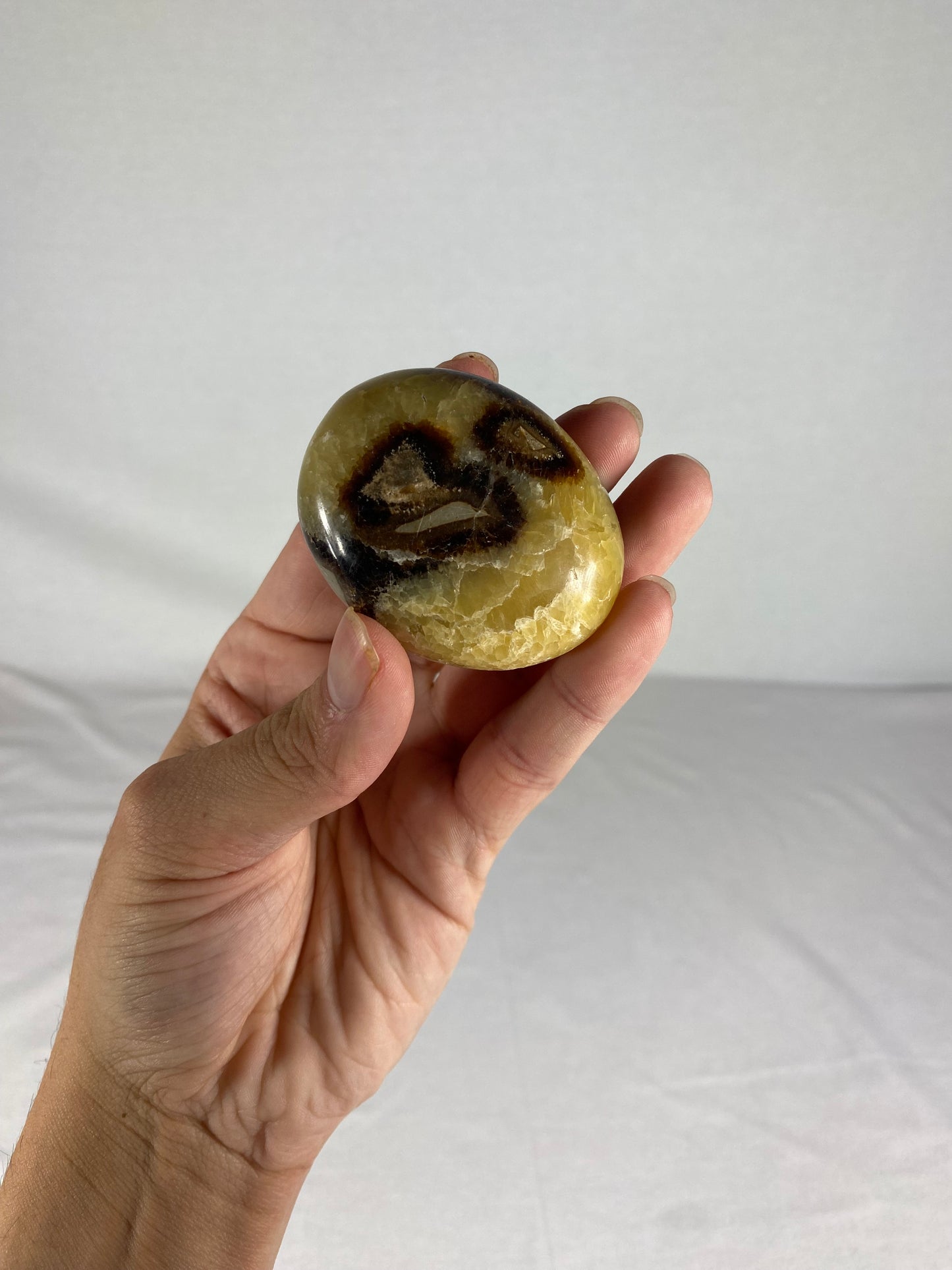 Madagascan Polished Septarian Palm Stone (C)