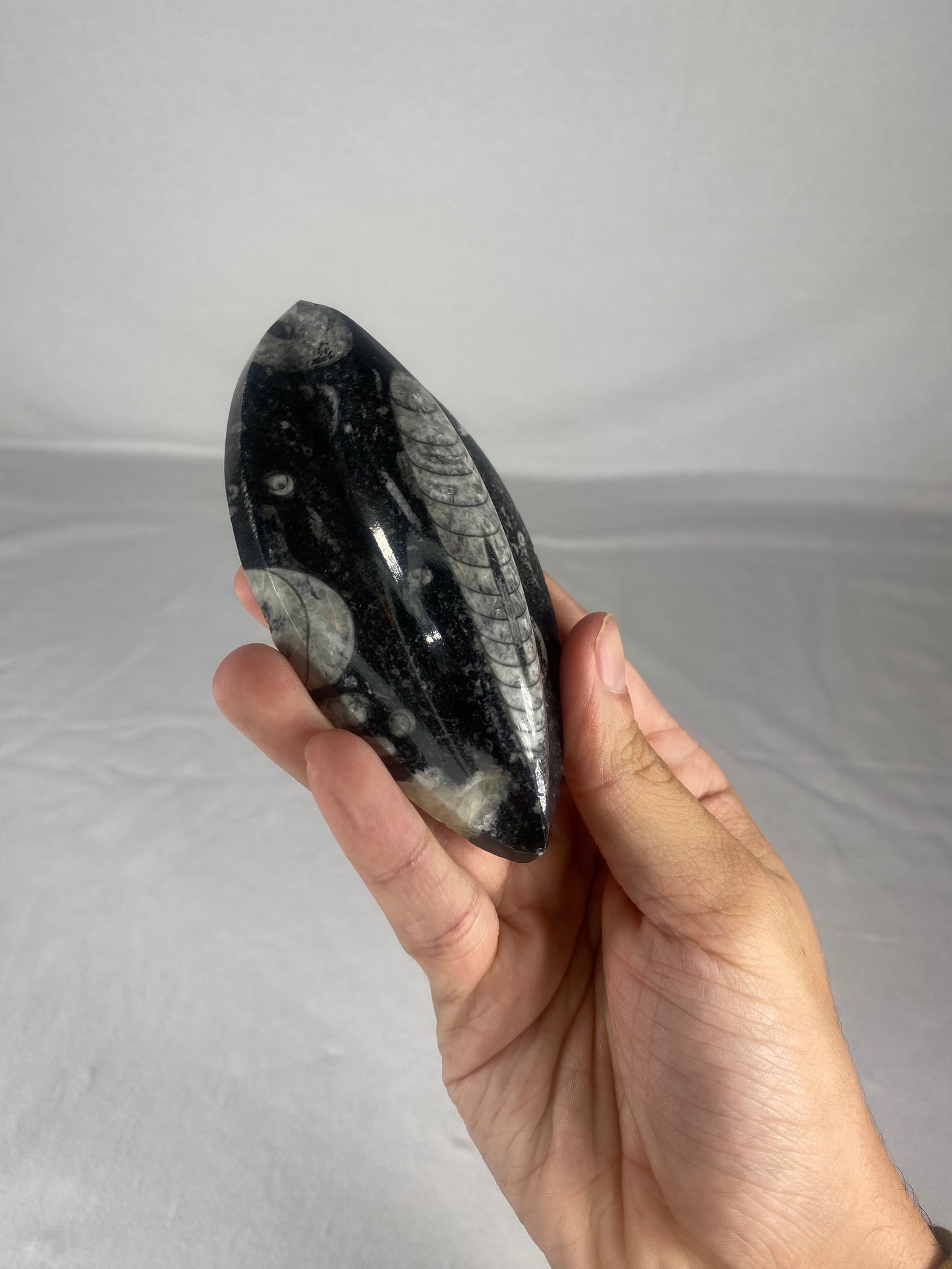 Polished Fossilized Orthoceras Specimen (Large C)