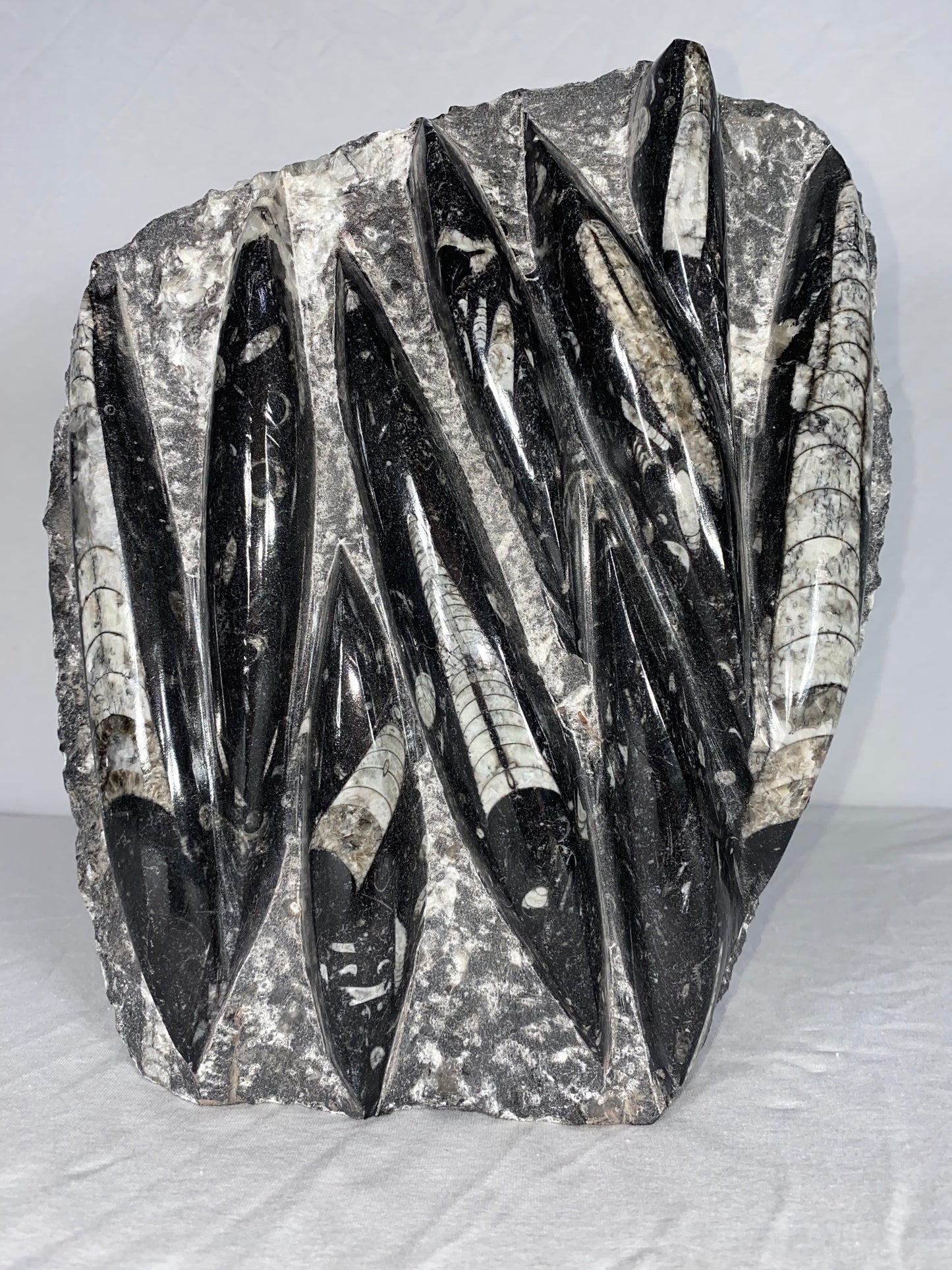 Self Standing Polished Fossilized Orthoceras Specimen (Large E)