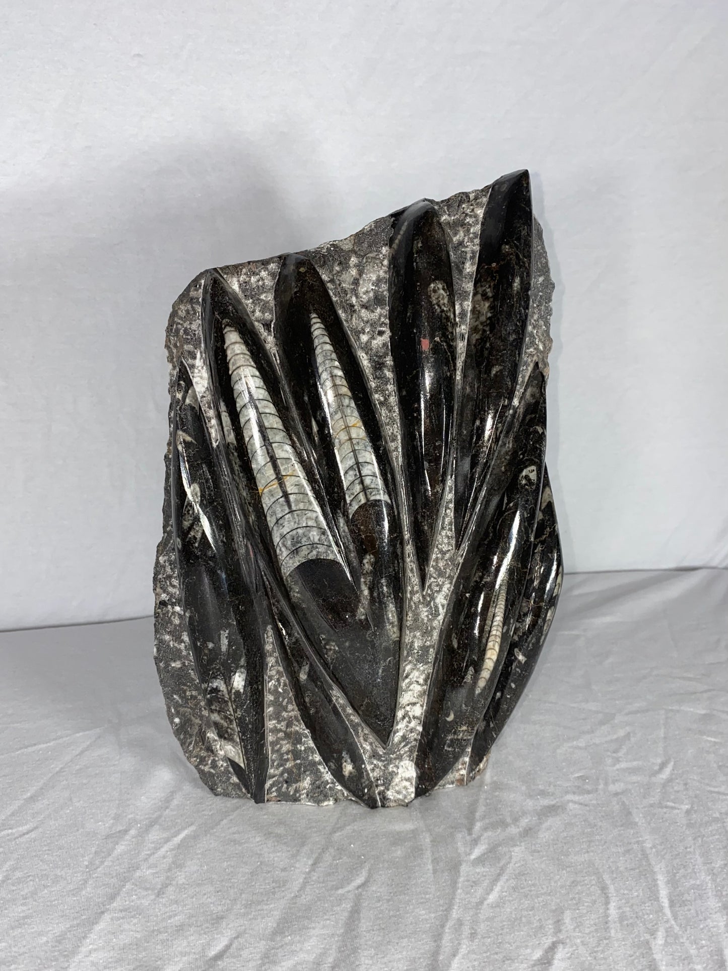 Self Standing Polished Fossilized Orthoceras Specimen (Large B)