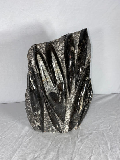Self Standing Polished Fossilized Orthoceras Specimen (Large B)