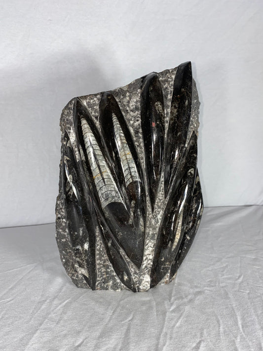 Self Standing Polished Fossilized Orthoceras Specimen (Large B)