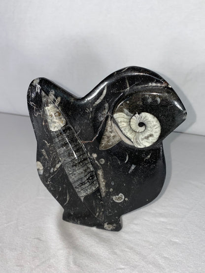 Self Standing Polished Fossilized Orthoceras & Shell Specimen (K)