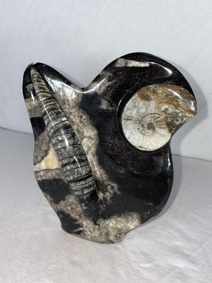 Self Standing Polished Fossilized Orthoceras & Shell Specimen (Q)