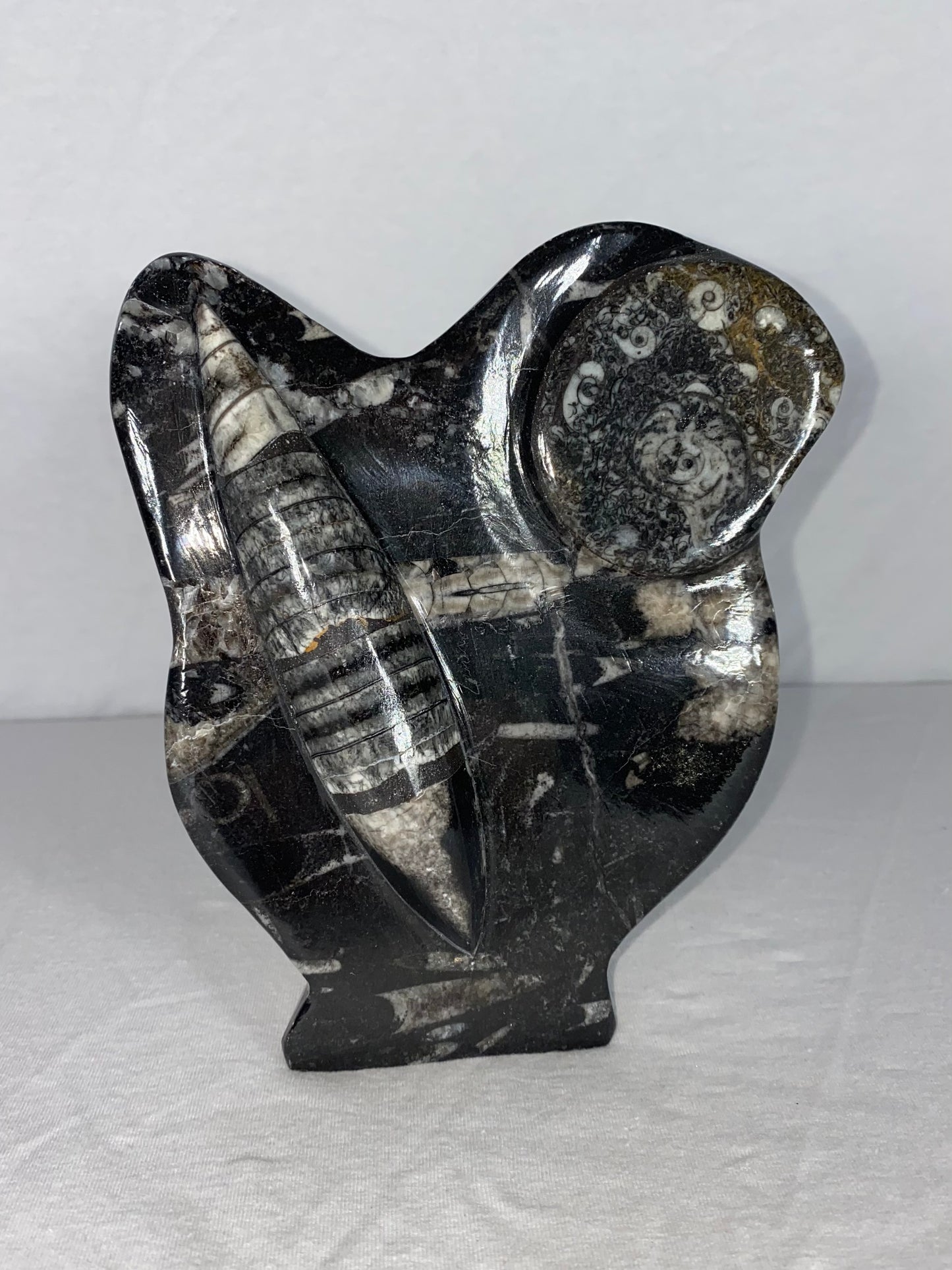 Self Standing Polished Fossilized Orthoceras & Shell Specimen (J)