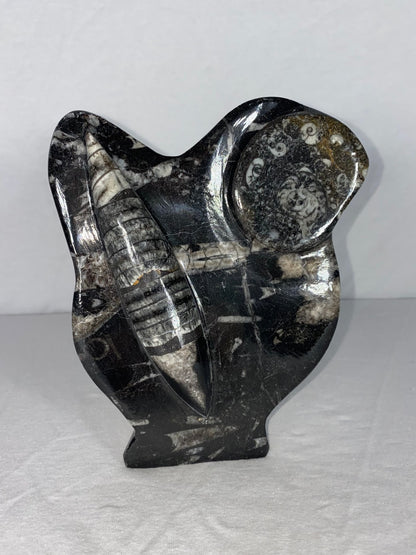Self Standing Polished Fossilized Orthoceras & Shell Specimen (J)