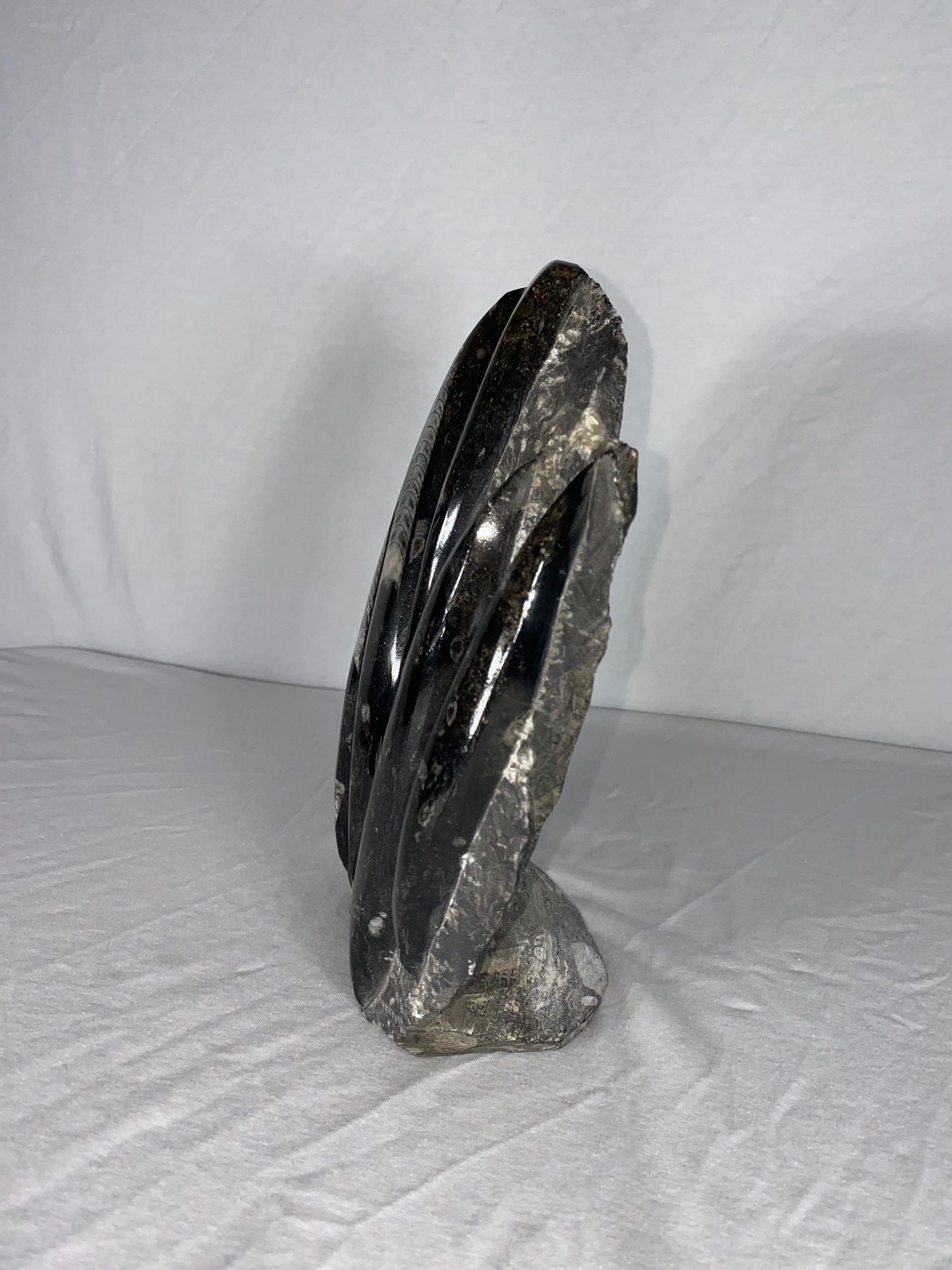 Self Standing Polished Fossilized Orthoceras Specimen (Large D)