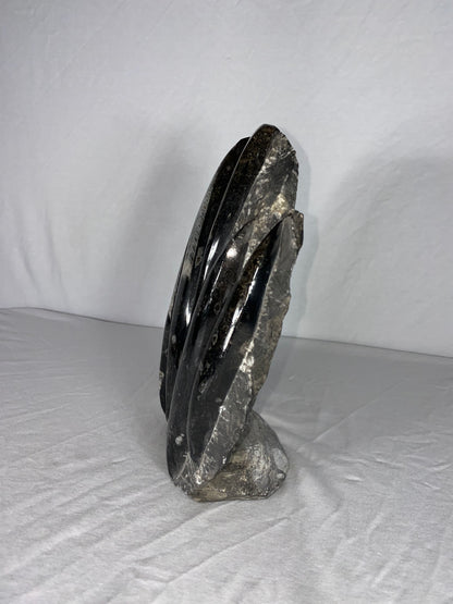 Self Standing Polished Fossilized Orthoceras Specimen (Large D)