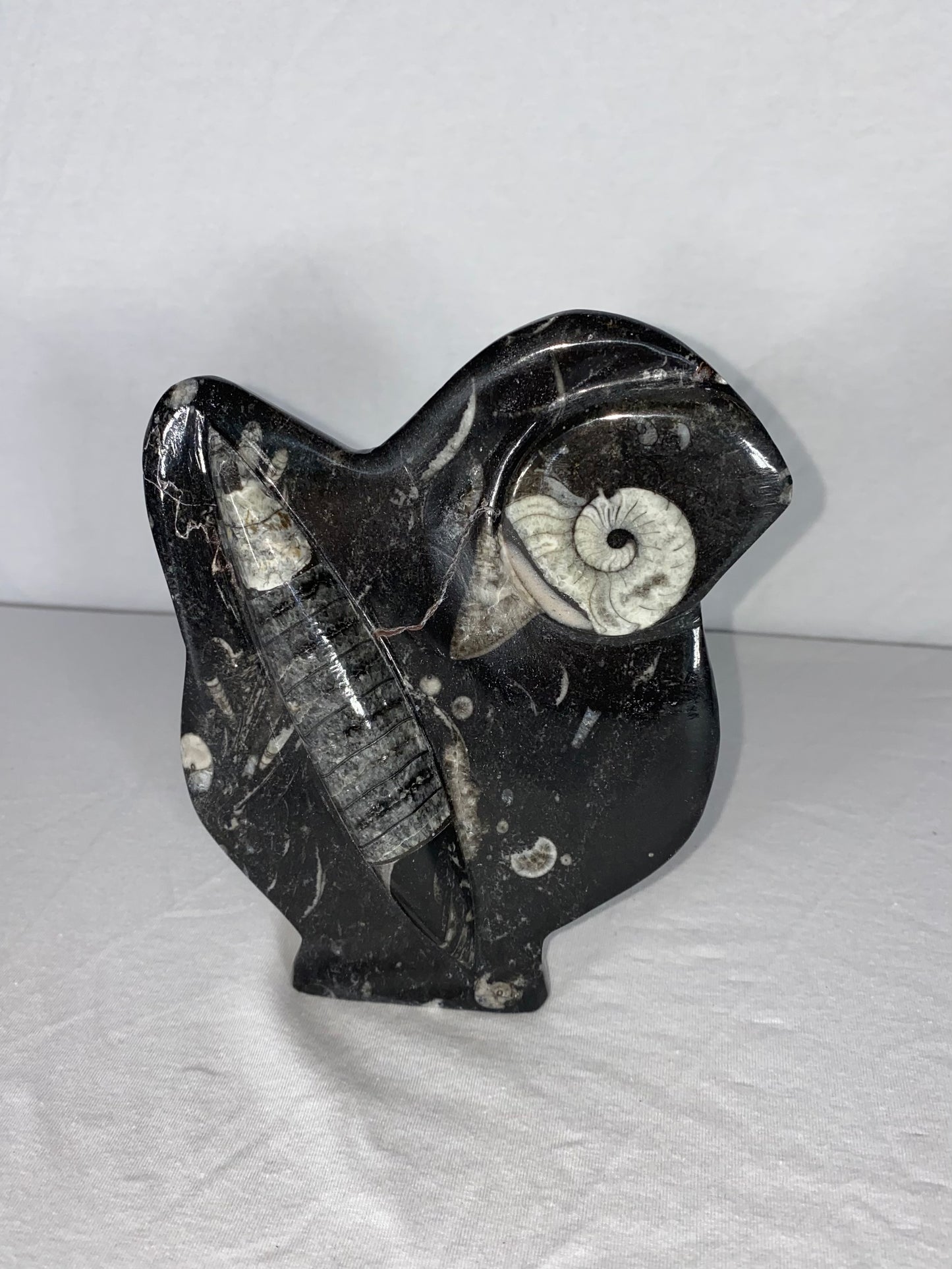 Self Standing Polished Fossilized Orthoceras & Shell Specimen (K)
