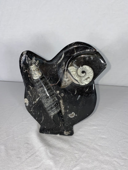 Self Standing Polished Fossilized Orthoceras & Shell Specimen (K)