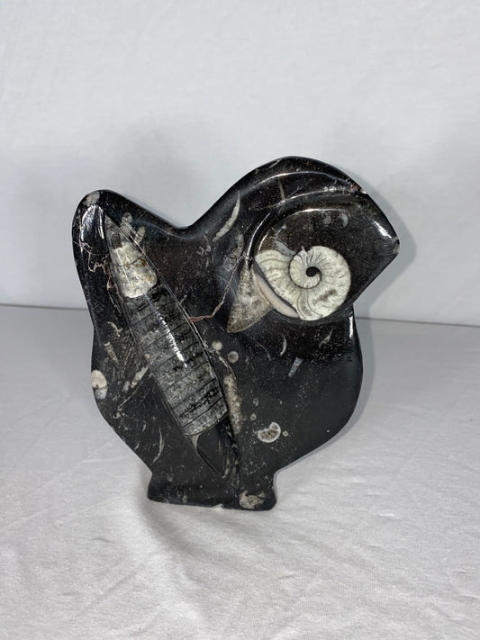 Self Standing Polished Fossilized Orthoceras & Shell Specimen (K)