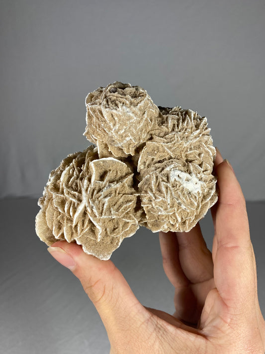 Mexican Desert Rose Specimen (H)