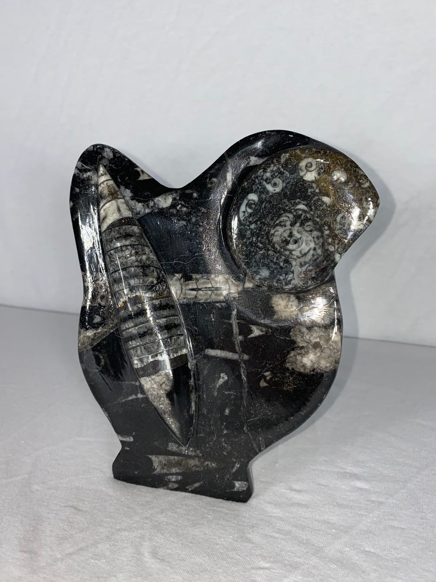 Self Standing Polished Fossilized Orthoceras & Shell Specimen (J)