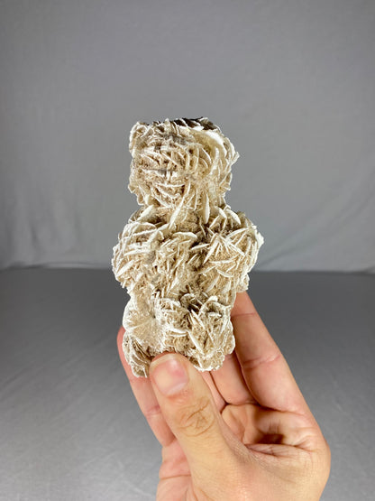 Mexican Desert Rose Specimen (J)