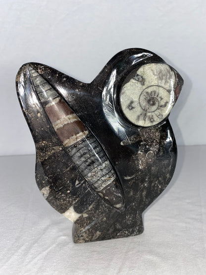 Self Standing Polished Fossilized Orthoceras & Shell Specimen (O)