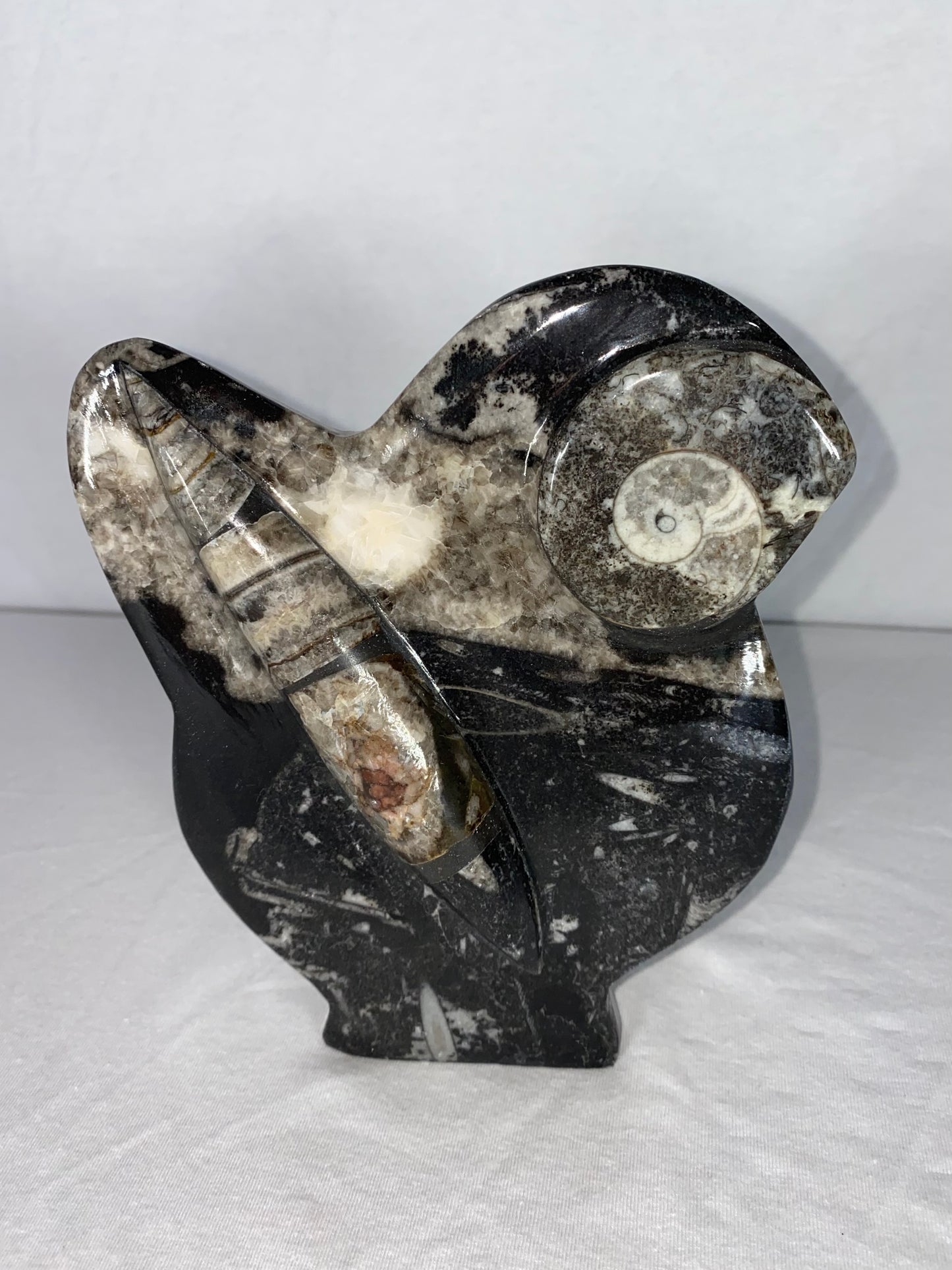 Self Standing Polished Fossilized Orthoceras & Shell Specimen (N)