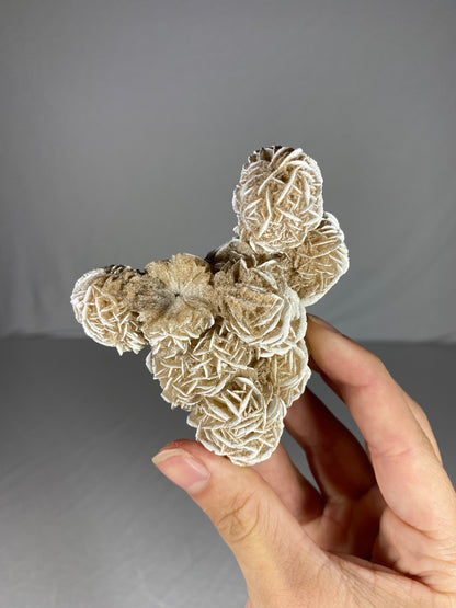 Mexican Desert Rose Specimen (G)
