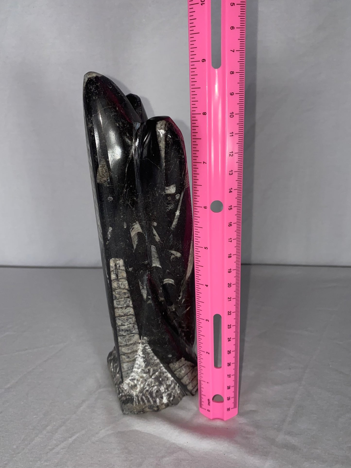 Self Standing Polished Fossilized Orthoceras Specimen (Medium C)