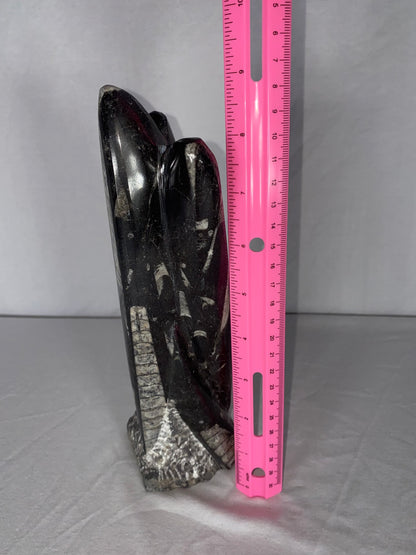 Self Standing Polished Fossilized Orthoceras Specimen (Medium C)