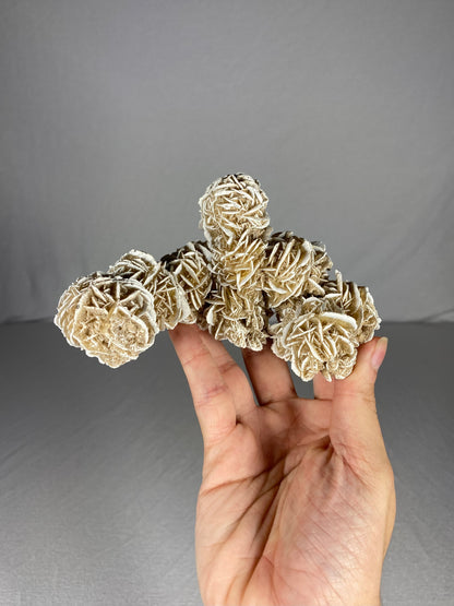 Mexican Desert Rose Specimen (B)