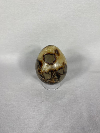 Madagascan Polished Septarian Egg (C)