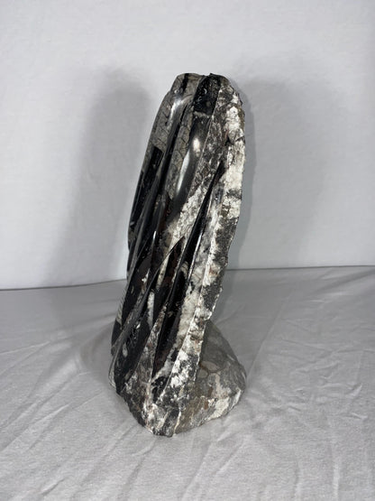 Self Standing Polished Fossilized Orthoceras Specimen (Large A)