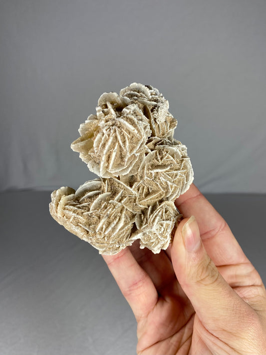 Mexican Desert Rose Specimen (F)