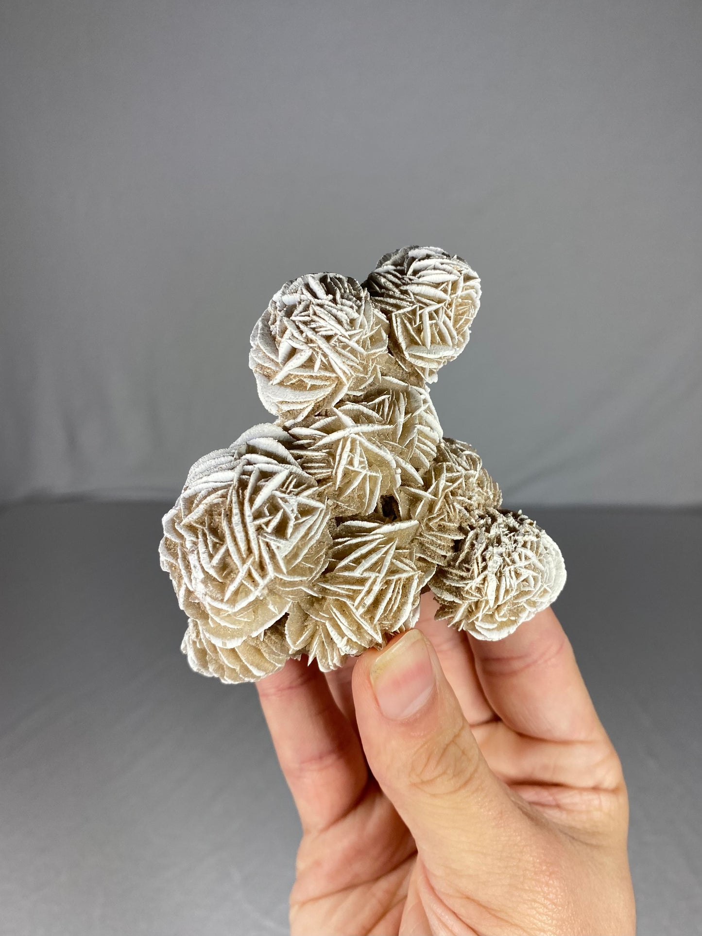 Mexican Desert Rose Specimen (G)