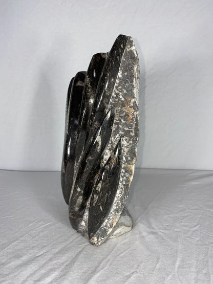 Self Standing Polished Fossilized Orthoceras Specimen (Large B)