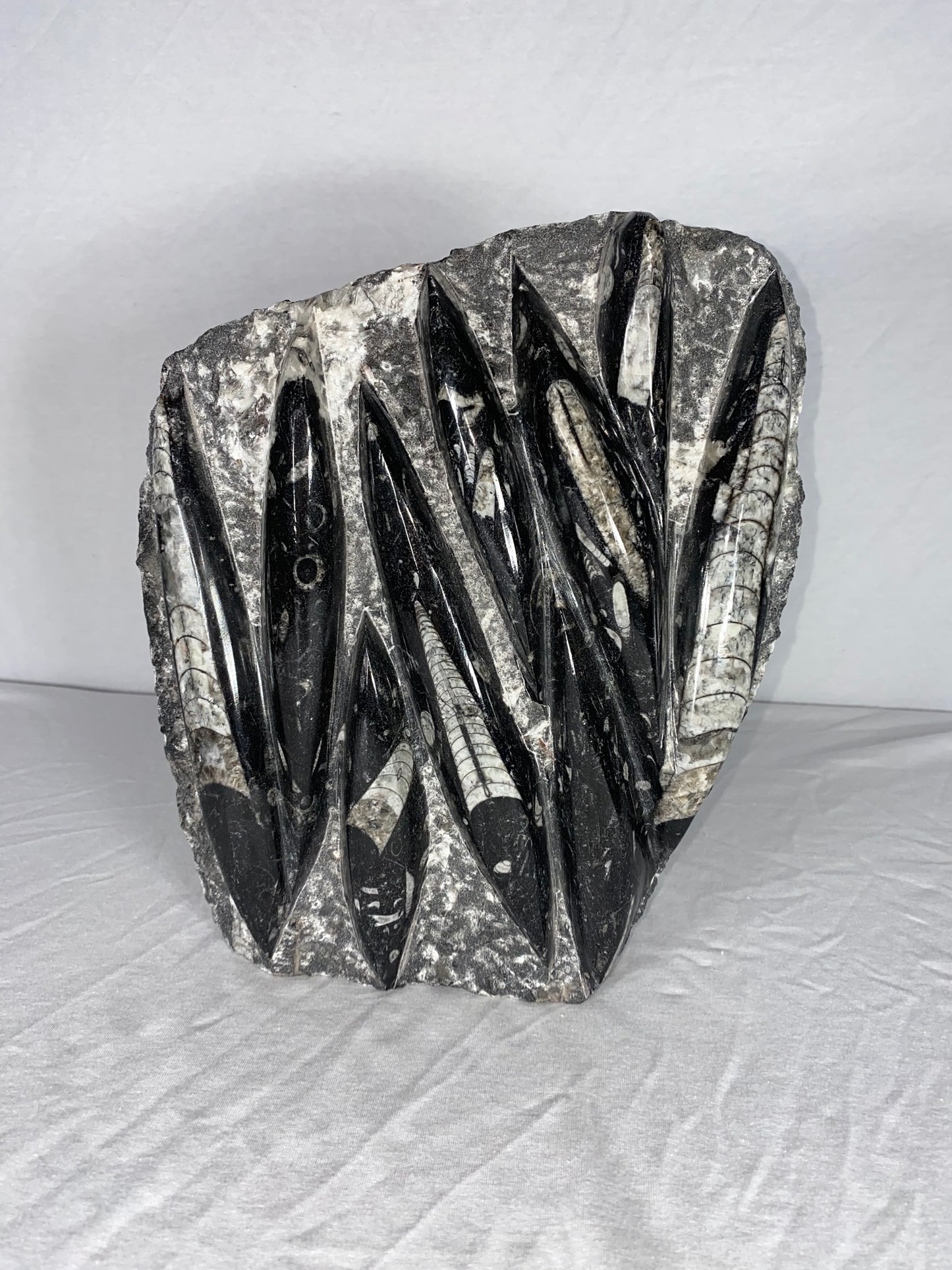 Self Standing Polished Fossilized Orthoceras Specimen (Large E)