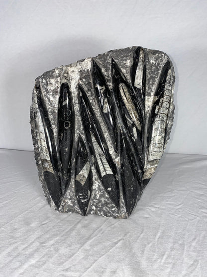 Self Standing Polished Fossilized Orthoceras Specimen (Large E)