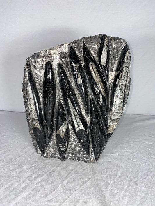 Self Standing Polished Fossilized Orthoceras Specimen (Large E)