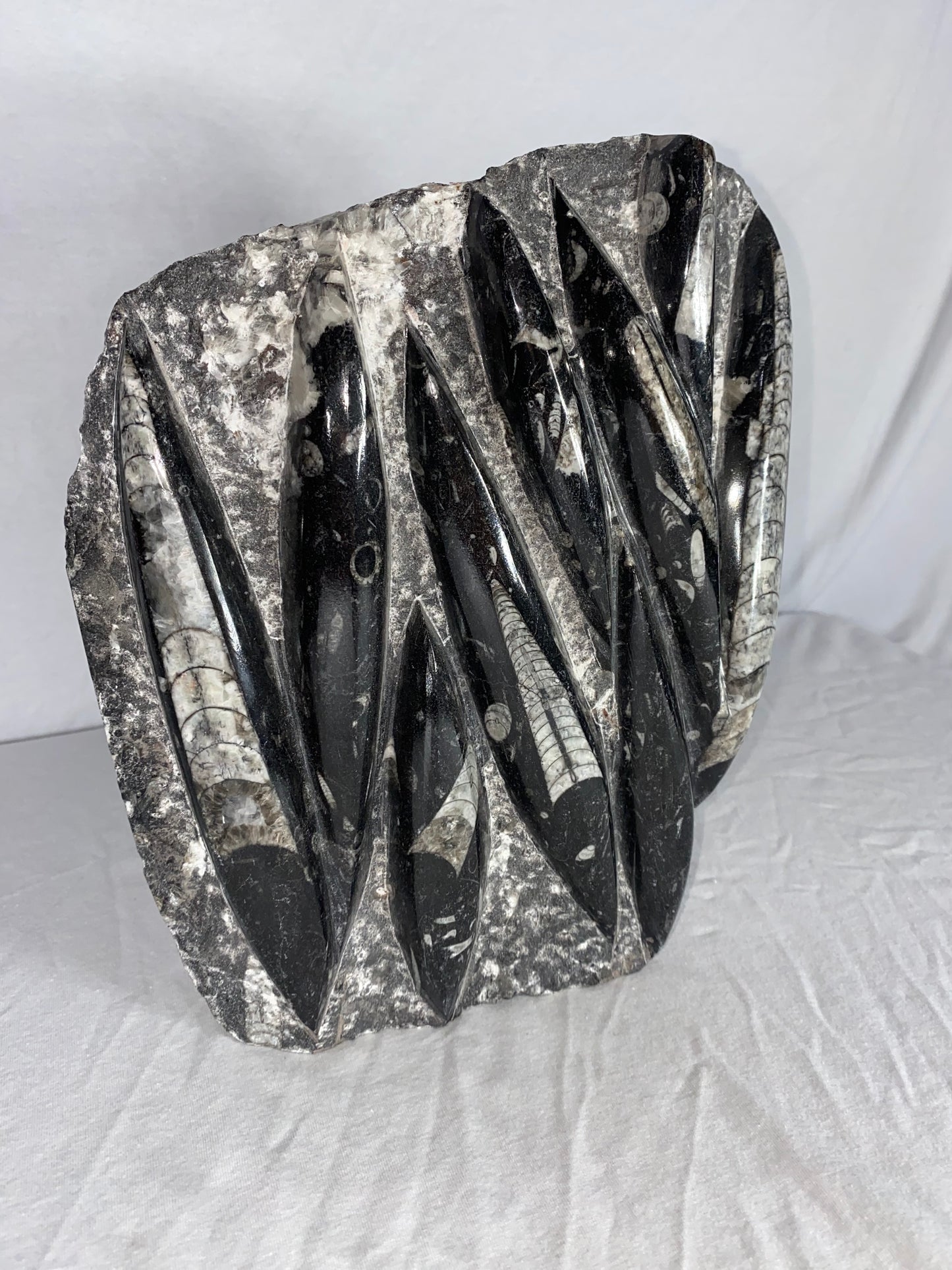 Self Standing Polished Fossilized Orthoceras Specimen (Large E)