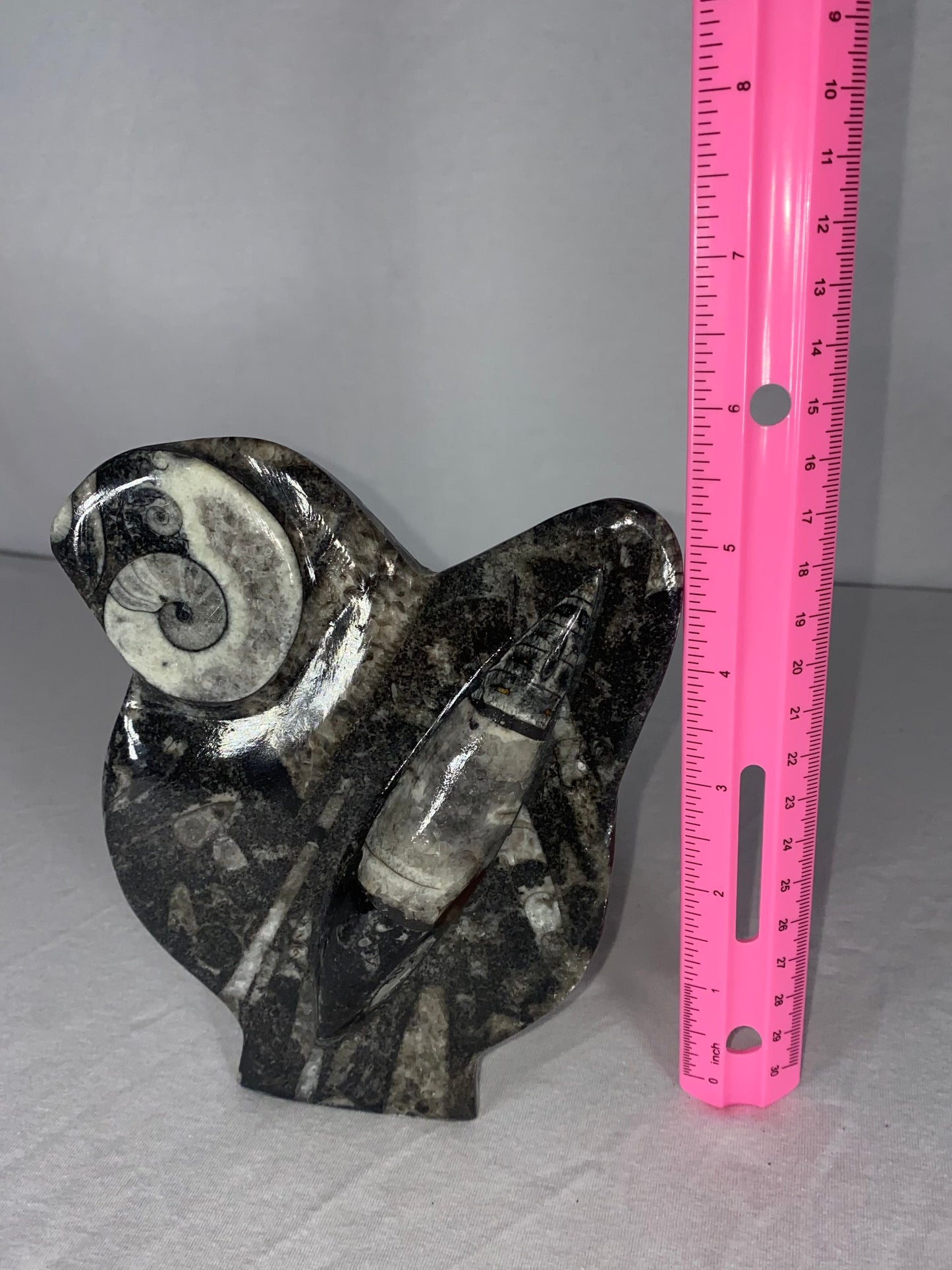 Self Standing Polished Fossilized Orthoceras & Shell Specimen (A)