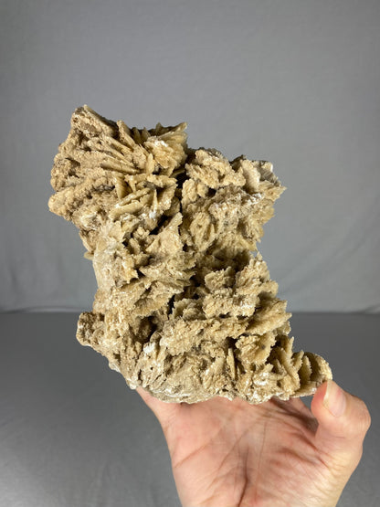 Mexican Desert Rose Specimen (C)