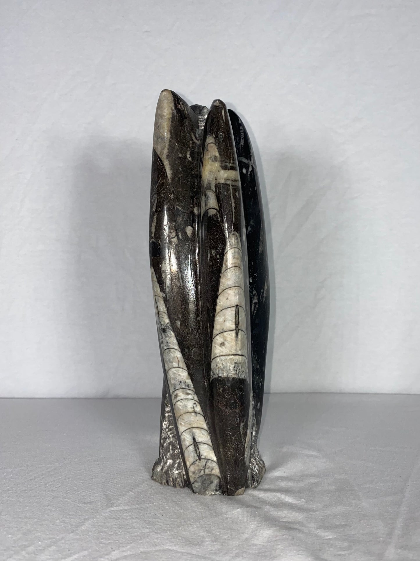 Self Standing Polished Fossilized Orthoceras Specimen (Medium H)