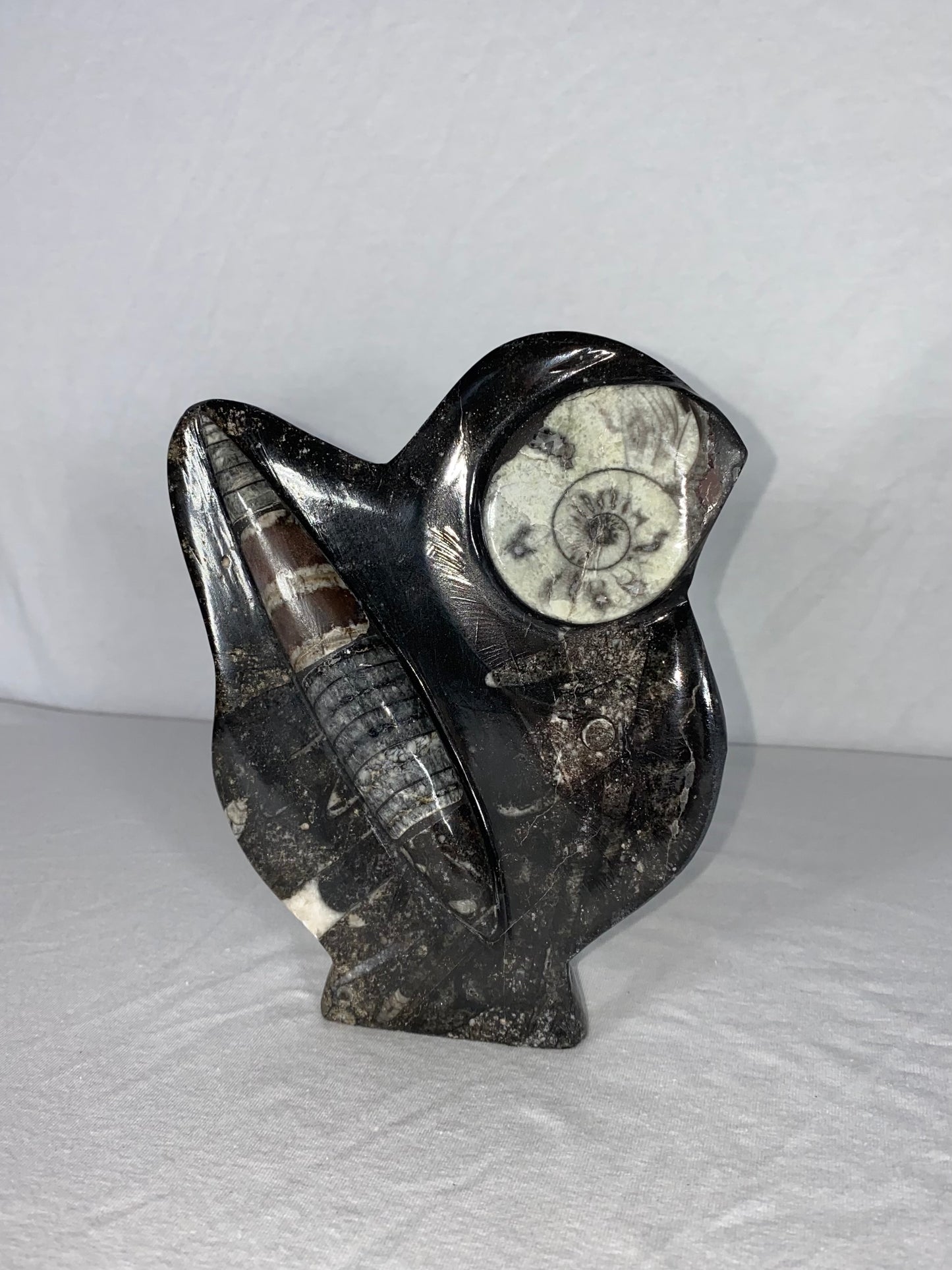 Self Standing Polished Fossilized Orthoceras & Shell Specimen (O)