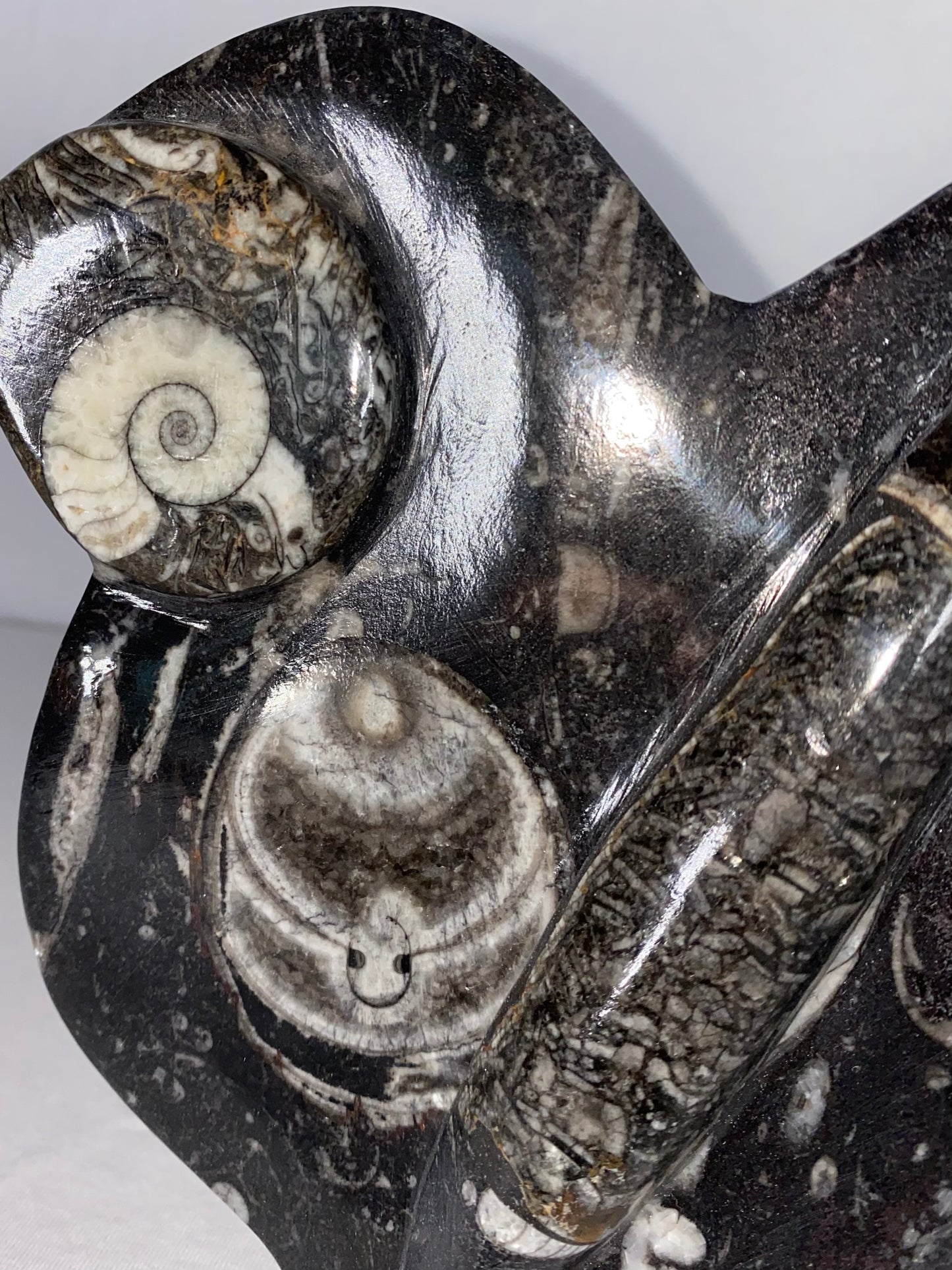 Self Standing Polished Fossilized Orthoceras & Shell Specimen (I)