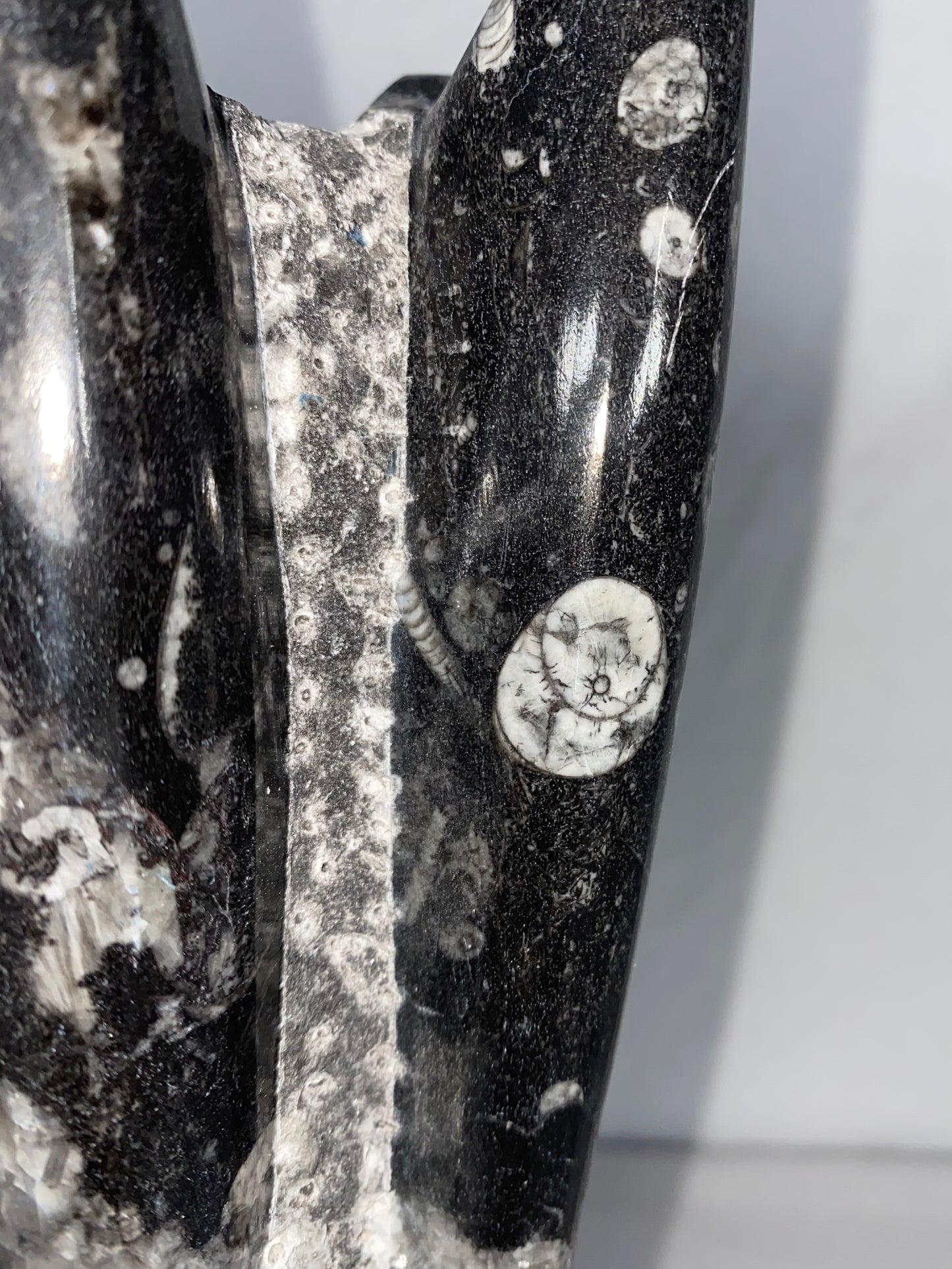 Self Standing Polished Fossilized Orthoceras Specimen (Medium F)