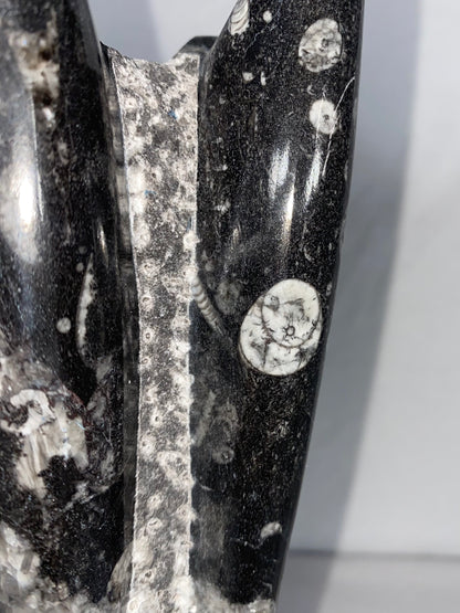 Self Standing Polished Fossilized Orthoceras Specimen (Medium F)