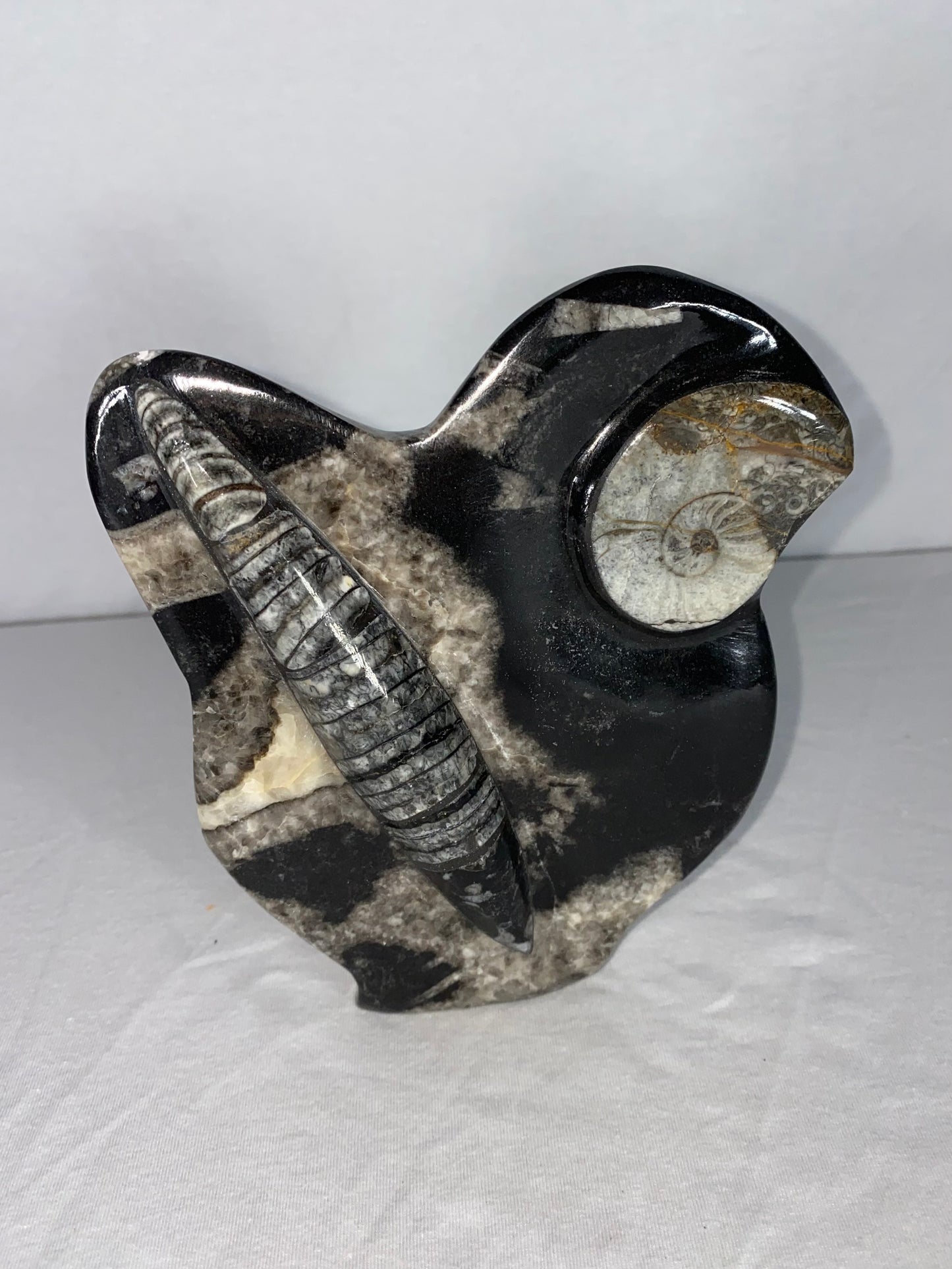 Self Standing Polished Fossilized Orthoceras & Shell Specimen (Q)