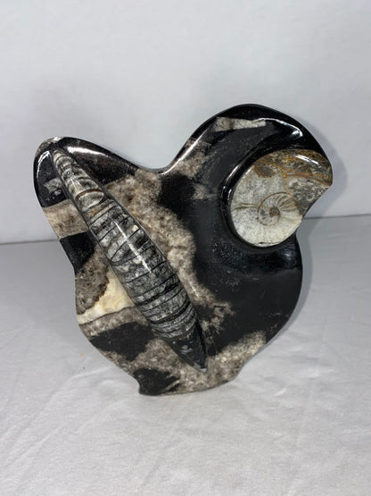 Self Standing Polished Fossilized Orthoceras & Shell Specimen (Q)