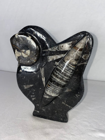 Self Standing Polished Fossilized Orthoceras & Shell Specimen (F)