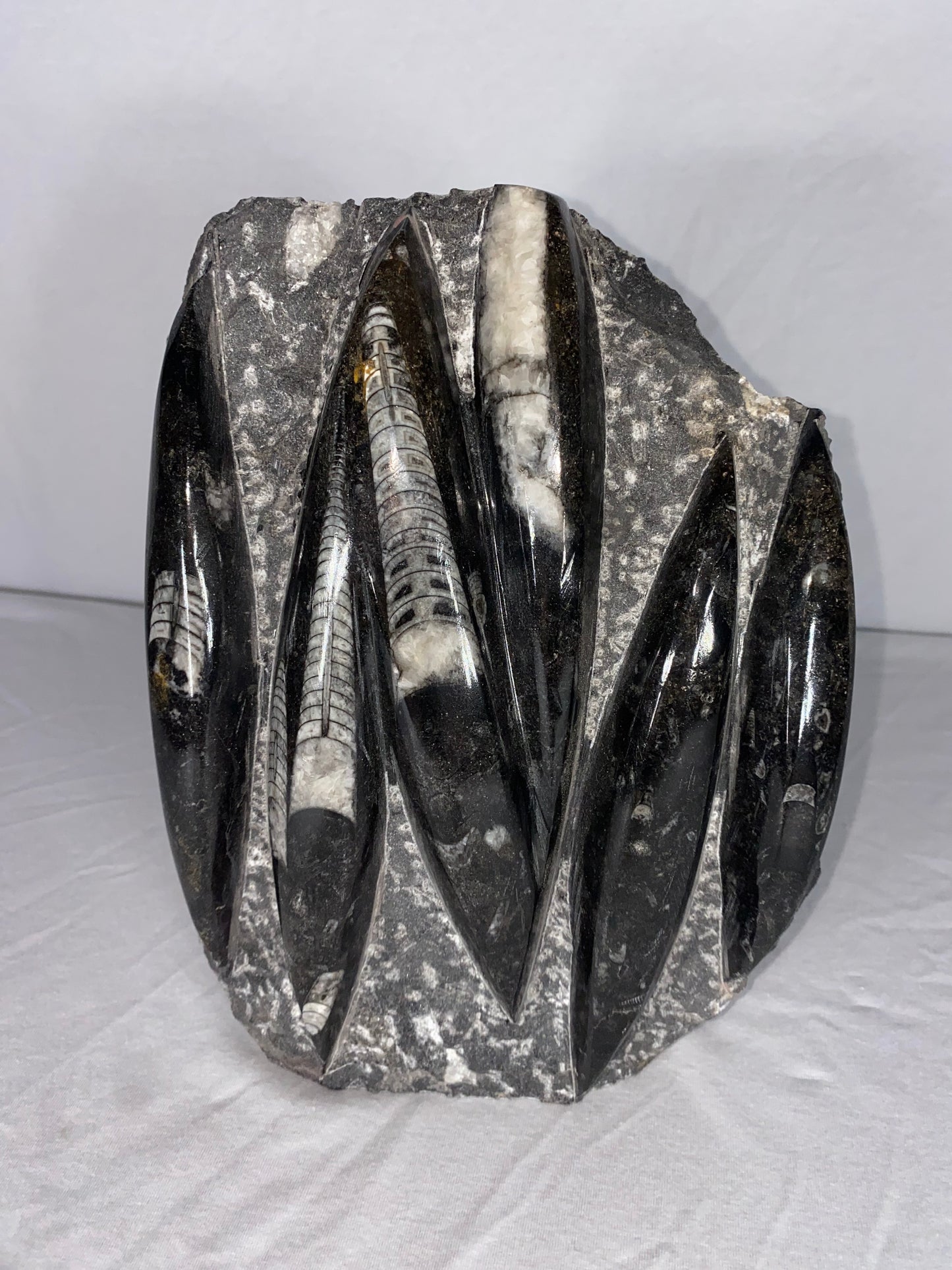 Self Standing Polished Fossilized Orthoceras Specimen (Large D)