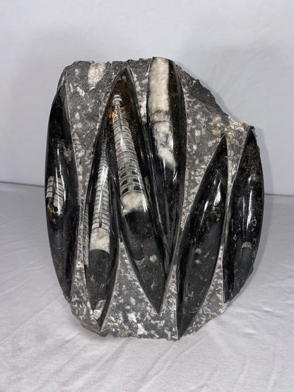 Self Standing Polished Fossilized Orthoceras Specimen (Large D)