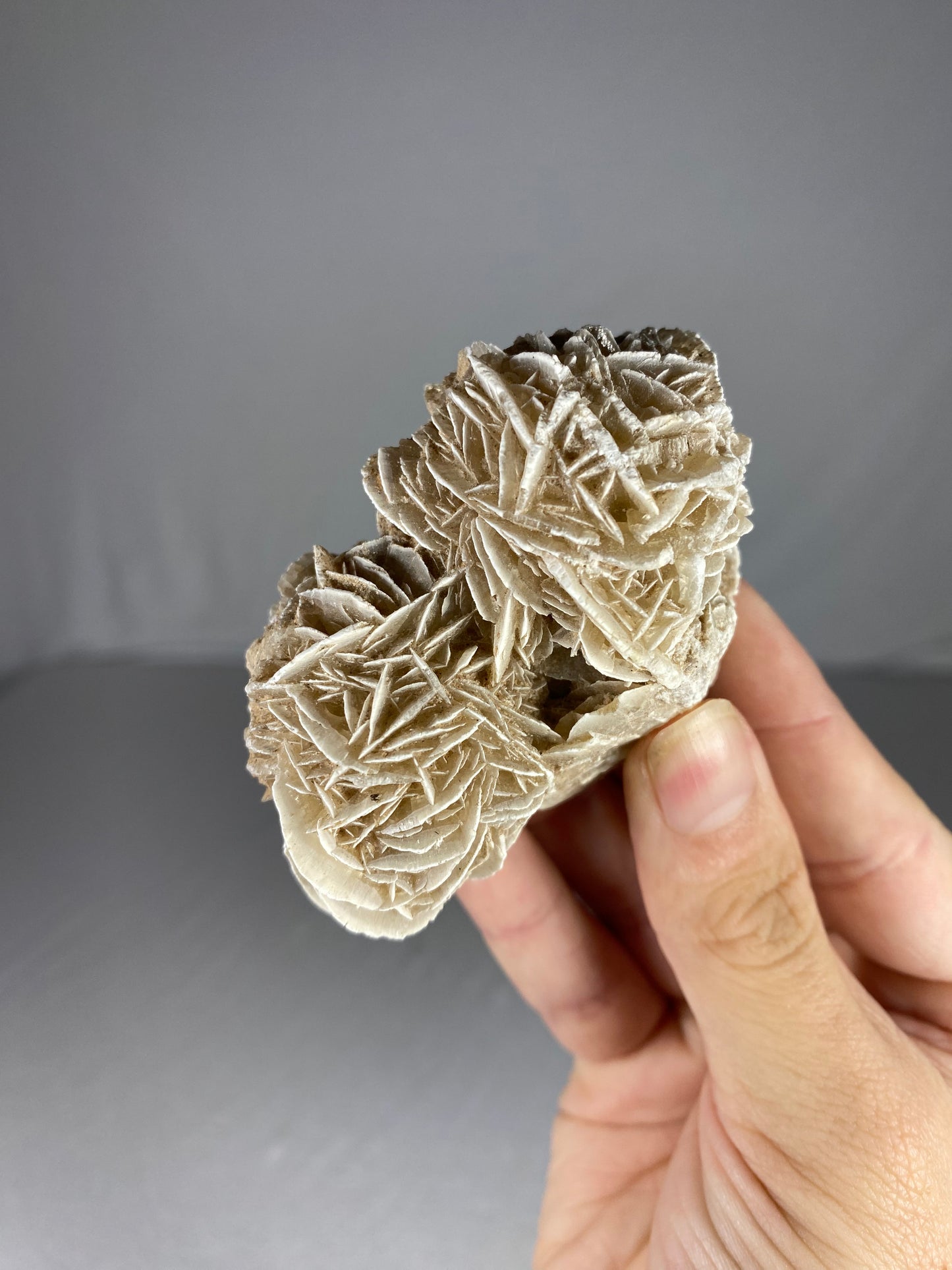Mexican Desert Rose Specimen (P)