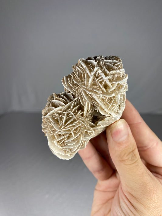 Mexican Desert Rose Specimen (P)