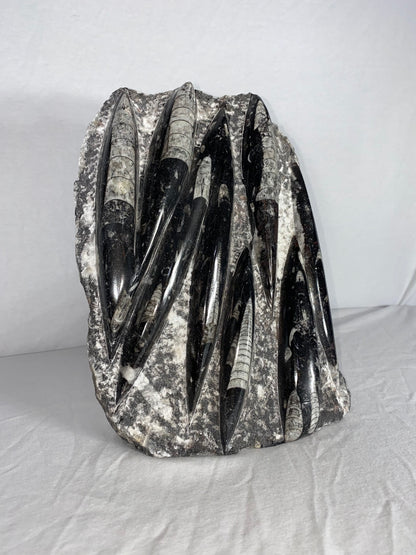 Self Standing Polished Fossilized Orthoceras Specimen (Large A)